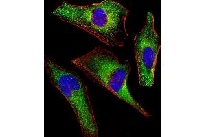 Immunofluorescent analysis of 4% paraformaldehyde-fixed, 0. (ATG4A antibody)