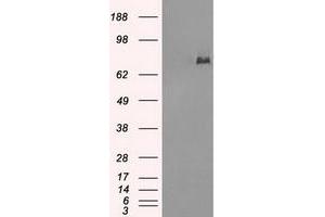 Image no. 2 for anti-P450 (Cytochrome) Oxidoreductase (POR) antibody (ABIN1497749)