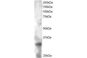 Image no. 1 for anti-Tetraspanin 32 (TSPAN32) (C-Term) antibody (ABIN374213)