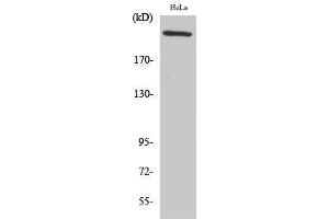 Western Blotting (WB) image for anti-Fibronectin 1 (FN1) (C-Term) antibody (ABIN3184644) (Fibronectin 1 antibody  (C-Term))