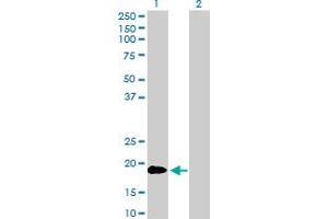Western Blot analysis of TNFSF18 expression in transfected 293T cell line by TNFSF18 MaxPab polyclonal antibody. (TNFSF18 antibody  (AA 1-177))