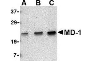 Western Blotting (WB) image for anti-Lymphocyte Antigen 86 (LY86) (C-Term) antibody (ABIN1030512) (LY86 antibody  (C-Term))