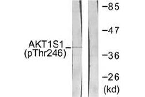 Western blot analysis of extracts from HepG2 cells treated with PDGF 50ng/ml 30', using Akt1 S1 (Phospho-Thr246) Antibody. (PRAS40 antibody  (pThr246))