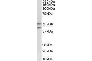 Western Blotting (WB) image for anti-Meis Homeobox 2 (MEIS2) (Internal Region) antibody (ABIN2464672) (MEIS2 antibody  (Internal Region))