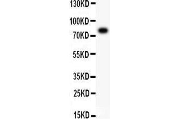ALOX5 antibody  (AA 120-483)