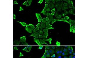 Immunofluorescence analysis of A549 cells using NCS1 Polyclonal Antibody (NCS1 antibody)