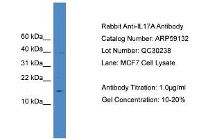 WB Suggested Anti-IL17A  Antibody Titration: 0. (Interleukin 17a antibody  (N-Term))
