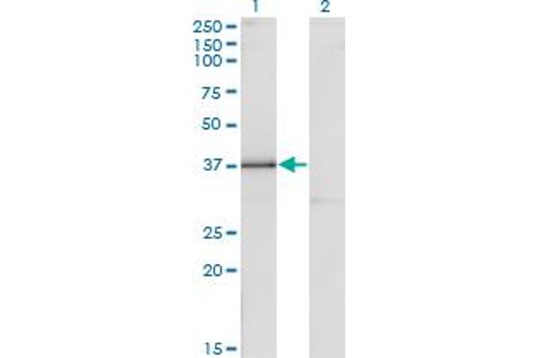 DLX3 antibody  (AA 1-287)