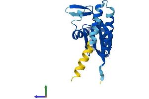 Protein Structure (PS) image for Processing of Precursor 5, Ribonuclease P/MRP Subunit (POP5) (AA 1-163) protein (His tag) (ABIN7550840)