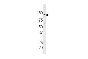 Western blot analysis of anti-HK1 Antibody (C-term) (ABIN392760 and ABIN2842211) in  cell line lysate. (Hexokinase 1 antibody  (C-Term))