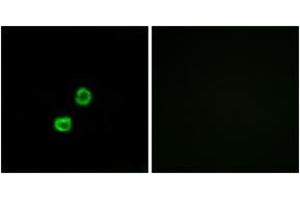 Immunofluorescence analysis of MCF7 cells, using GCNT7 Antibody. (GCNT7 antibody  (AA 311-360))