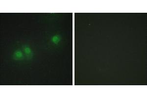 Peptide - +Western blot analysis of extracts from HUVEC cells and Jurkat cells, using ELAV2/4 antibody. (ELAV2/4 antibody  (Internal Region))