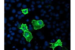 Image no. 2 for anti-Cytochrome P450, Family 2, Subfamily J, Polypeptide 2 (CYP2J2) antibody (ABIN1497730) (CYP2J2 antibody)