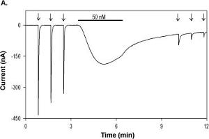 alpha/beta (1:1) MitTx Toxin activates ASIC1a channels expressed in Xenopus oocytes.