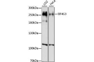 Western blot analysis of extracts of various cell lines, using EIF4G3 antibody (ABIN6290367) at 1:1000 dilution.
