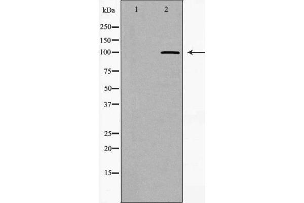 WFS1 antibody  (Internal Region)