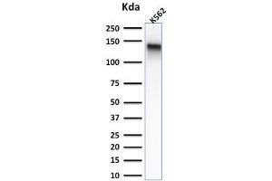Western Blotting (WB) image for anti-Sialophorin (SPN) antibody (ABIN6940632)
