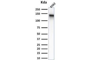 Western Blot Analysis of K562 cell lysate using CD43 Mouse Recombinant Monoclonal Antibody (rSPN/839). (Recombinant CD43 antibody)