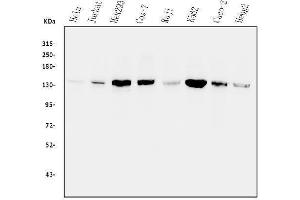 Western blot analysis of PPP1R12A using anti-PPP1R12A antibody (ABIN3043902). (PPP1R12A antibody  (N-Term))