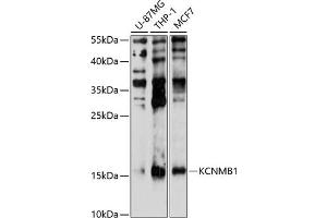 Western blot analysis of extracts of various cell lines, using KCNMB1 antibody (ABIN6129435, ABIN6142760, ABIN6142761 and ABIN6214389) at 1:1000 dilution. (KCNMB1 antibody  (AA 30-102))