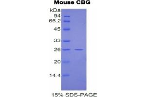SDS-PAGE (SDS) image for serpin Peptidase Inhibitor, Clade A (Alpha-1 Antiproteinase, Antitrypsin), Member 6 (SERPINA6) ELISA Kit (ABIN6720568)