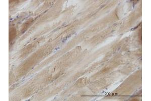 Image no. 1 for anti-SH3 Domain Binding Glutamic Acid-Rich Protein (SH3BGR) (AA 1-240) antibody (ABIN598927) (SH3BGR antibody  (AA 1-240))