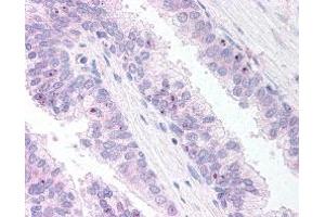 ABIN185550 (10µg/ml) staining of paraffin embedded Human Prostate. (ERG antibody  (C-Term))