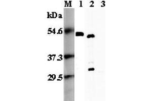Western blot analysis using anti-FOXP3 (mouse), pAb  at 1:5'000 dilution. (FOXP3 antibody)