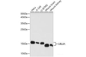Western blot analysis of extracts of various cell lines using UBL4A Polyclonal Antibody at dilution of 1:1000. (UBL4A antibody)