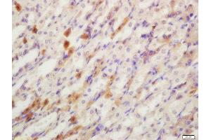 Formalin-fixed and paraffin embedded mouse stomach labeled with Rabbit Anti-YES1 Polyclonal Antibody, Unconjugated  at 1:200 followed by conjugation to the secondary antibody and DAB staining (YES1 antibody  (AA 441-541))