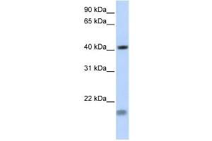 Western Blotting (WB) image for anti-Short Stature Homeobox 2 (SHOX2) antibody (ABIN2458013)