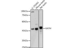 Western blot analysis of extracts of various cell lines, using GATM Rabbit pAb (ABIN6133283, ABIN6140984, ABIN6140985 and ABIN6222282) at 1:3000 dilution. (GATM antibody  (AA 124-423))