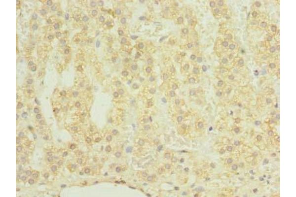 CHAD antibody  (AA 23-359)