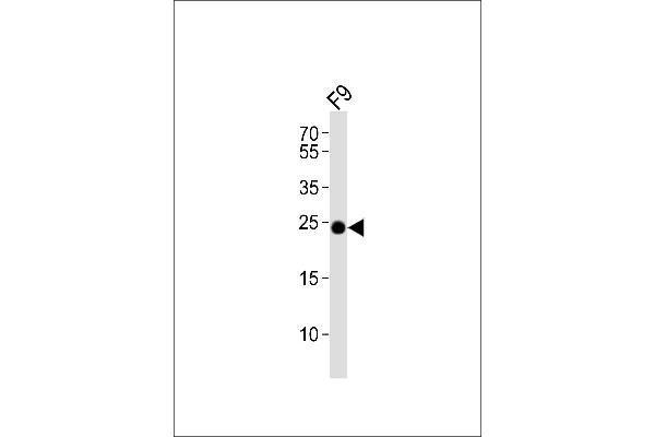 ERAS antibody  (N-Term)