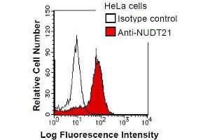 HeLa cells were fixed in 2% paraformaldehyde/PBS and then permeabilized in 90% methanol. (NUDT21 antibody)