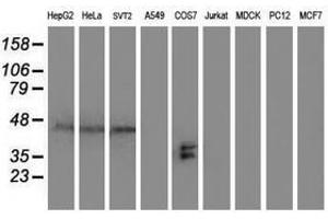 Image no. 2 for anti-SH2 Domain Protein 2A (SH2D2A) antibody (ABIN1500913) (SH2D2A antibody)