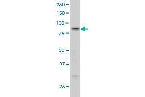 RGL1 monoclonal antibody (M01), clone 2D10 Western Blot analysis of RGL1 expression in A-431 . (RGL1 antibody  (AA 2-109))