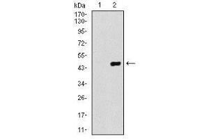 Image no. 2 for anti-Coactosin-Like Protein antibody (ABIN1497532) (COTL1 antibody)