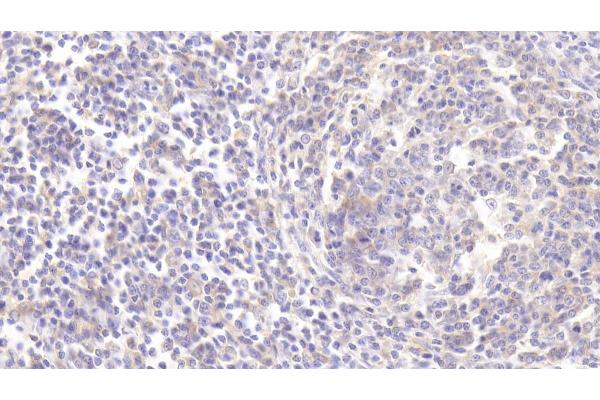LAMP3 antibody  (AA 222-381)