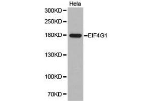 Western Blotting (WB) image for anti-Eukaryotic Translation Initiation Factor 4 Gamma, 1 (EIF4G1) antibody (ABIN1872506)