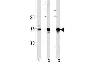 SUMO2/3 antibody western blot analysis in (10 U251 cells, (2)  mouse liver and (3) rat liver lysate. (SUMO2/3 antibody  (AA 49-81))