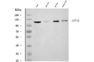 Western blot analysis of USP26 using anti-USP26 antibody (ABIN7599543).
