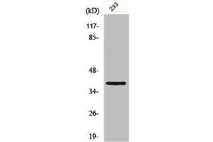 Western Blot analysis of 293 cells using Mos Polyclonal Antibody (MOS antibody  (Internal Region))