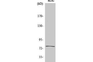 Western Blotting (WB) image for anti-Kallmann Syndrome 1 Sequence (KAL1) (Internal Region) antibody (ABIN3175747) (KAL1 antibody  (Internal Region))