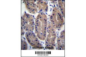 FRMD7 Antibody immunohistochemistry analysis in formalin fixed and paraffin embedded human stomach tissue followed by peroxidase conjugation of the secondary antibody and DAB staining. (FRMD7 antibody  (N-Term))