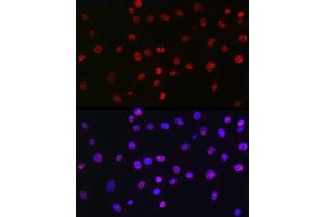 Immunofluorescence (IF) image for anti-Protein Quaking (QKI) antibody (ABIN7269699)