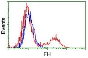 Image no. 2 for anti-Fumarate Hydratase (FH) antibody (ABIN1498267) (FH antibody)