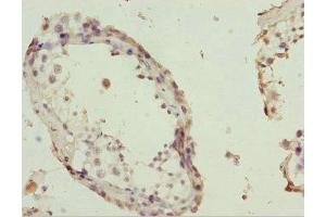 Immunohistochemistry of paraffin-embedded human testis tissue using ABIN7163721 at dilution of 1:100 (POC1A antibody  (AA 138-407))