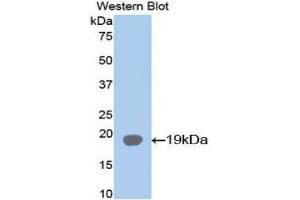 Western Blotting (WB) image for anti-Fatty Acid Binding Protein 2, Intestinal (FABP2) (AA 2-132) antibody (ABIN1078014) (FABP2 antibody  (AA 2-132))