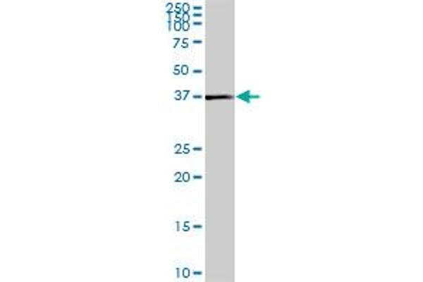 KCTD15 antibody  (AA 1-234)